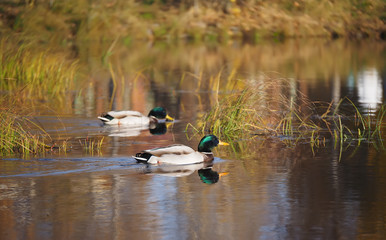 Duck on the river in the fall