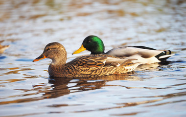 Duck on the river in the fall