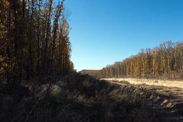 Forest in autumn season