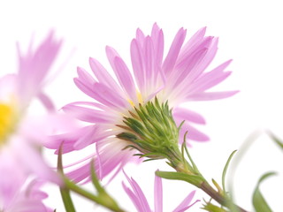 pink perennial aster on a white background