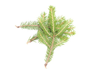 spruce twigs on a white background
