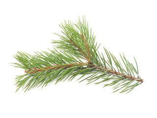 pine branches on a white background