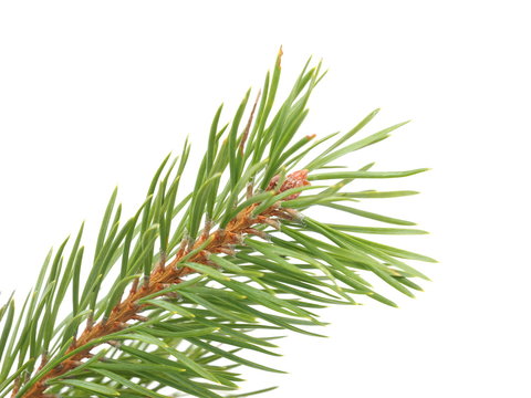 pine branches on a white background