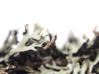 Lichen on a white background