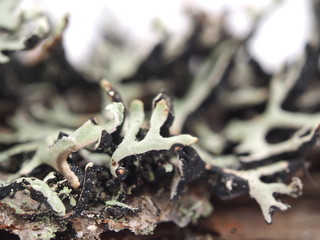 Lichen on a white background