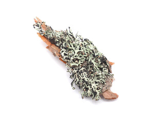 Lichen on a white background
