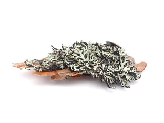 Lichen on a white background