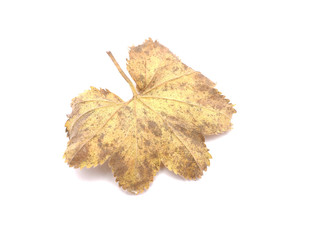 Naklejka premium Lady's Mantle leaves isolated on white