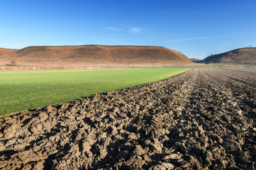 field in the morning