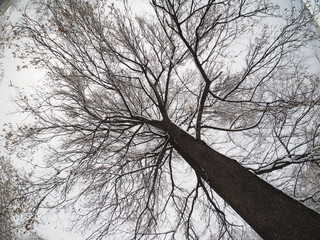 crown trees. bottom View