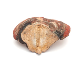 tinder fungus on a white background