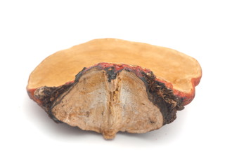 tinder fungus on a white background