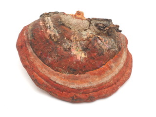 tinder fungus on a white background
