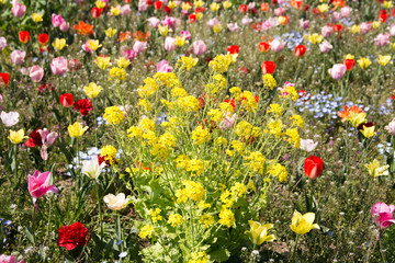 菜の花とチューリップ