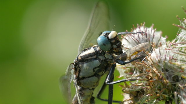 A dragonfly on the flower nectar. The insect is sucking the nectar from the flower in the garden