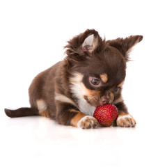 brown chihuahua puppy eating strawberry on white