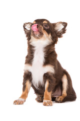 chihuahua puppy looking up and licking nose