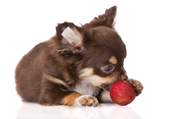 chihuahua puppy eating a strawberry