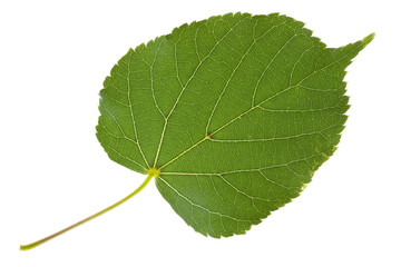 Fototapeta premium linden leaf isolated