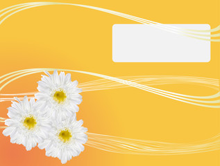 Fototapeta na wymiar three white chrysanthemum flowers isolated on yellow