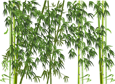 green bamboo forest on white background
