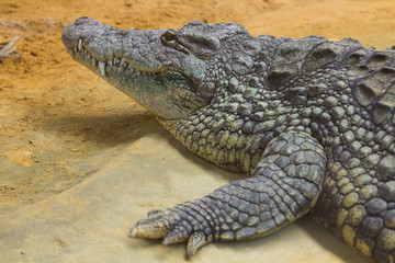 Obraz premium detail of the head of a giant Nile crocodile (Crocodylus nilo)