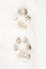 Paw prints in the snow