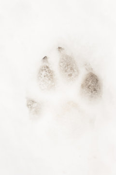 Paw prints in the snow