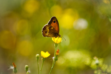 Butterfly on butter flower