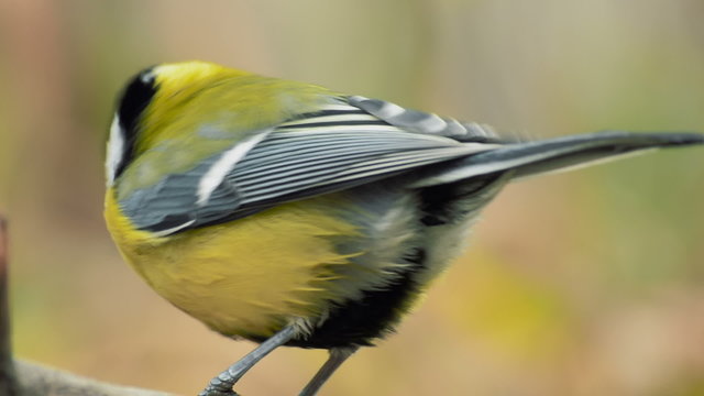 Great Tit, Parus Major 6
