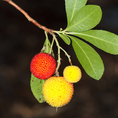 Frutos del Madroño. Arbutus unedo.
