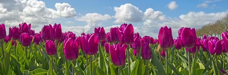 Crédence de cuisine en verre imprimé Tulipe Tulipes dans un champ au printemps