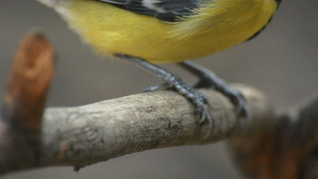 Great Tit, Parus Major 7