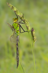 Große Königslibelle