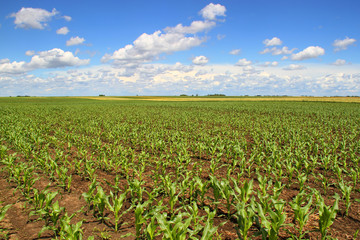 Young corn field