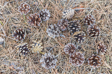 Piñas de Pino silvestre. Pinus sylvestris.
