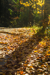 Obraz premium Herbstlaub am Wegrand