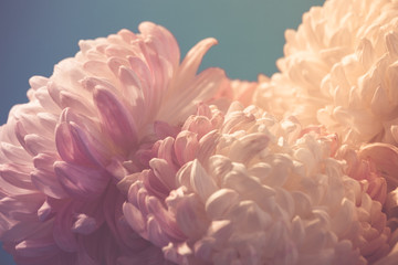 Fototapeta premium gentle flower of chrysanthemum