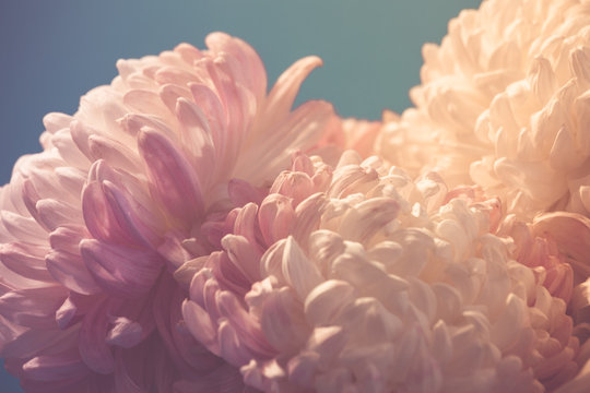 Fototapeta gentle flower of chrysanthemum