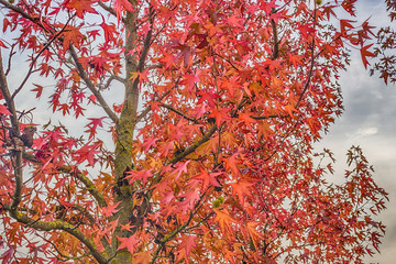 red maple leaves