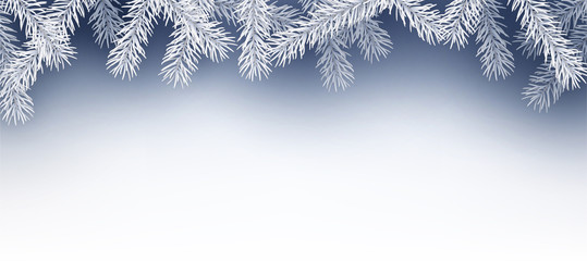Winter background with fir branches.