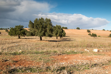 Country with Olive Trees, Morocco