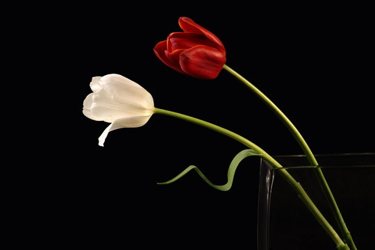 Fototapeta Tulips on black background. Red and white flowers.