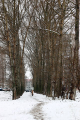 Fototapeta premium snow trees yard house evening