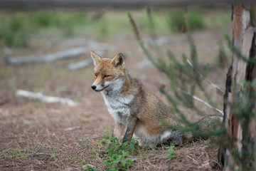 Fuchs in der freier Wildbahn