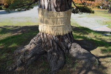 松のこも巻き／山形県庄内平野の公園で、松の木に「こも巻き」を施術した風景を撮影した写真です。こも巻きは害虫駆除法で、マツカレハの幼虫（マツケムシ）を除去する方法のひとつです。春先に、この「こも」の中で越冬したマツカレハの幼虫を「こも」と一緒に焼却し、マツカレハの駆除をするのが目的です。11月頃に施術される為、冬支度のように解釈されることもありますが、決して防寒が目的ではありません。
