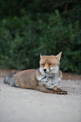 Fuchs in der freier Wildbahn