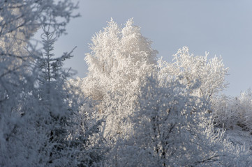 Winter landscape. Frost morning in mountains.