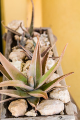 Aloe Plant in Flower Box