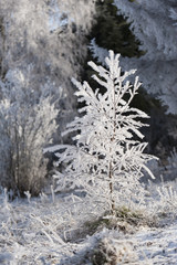Winter landscape. Frost morning in mountains.